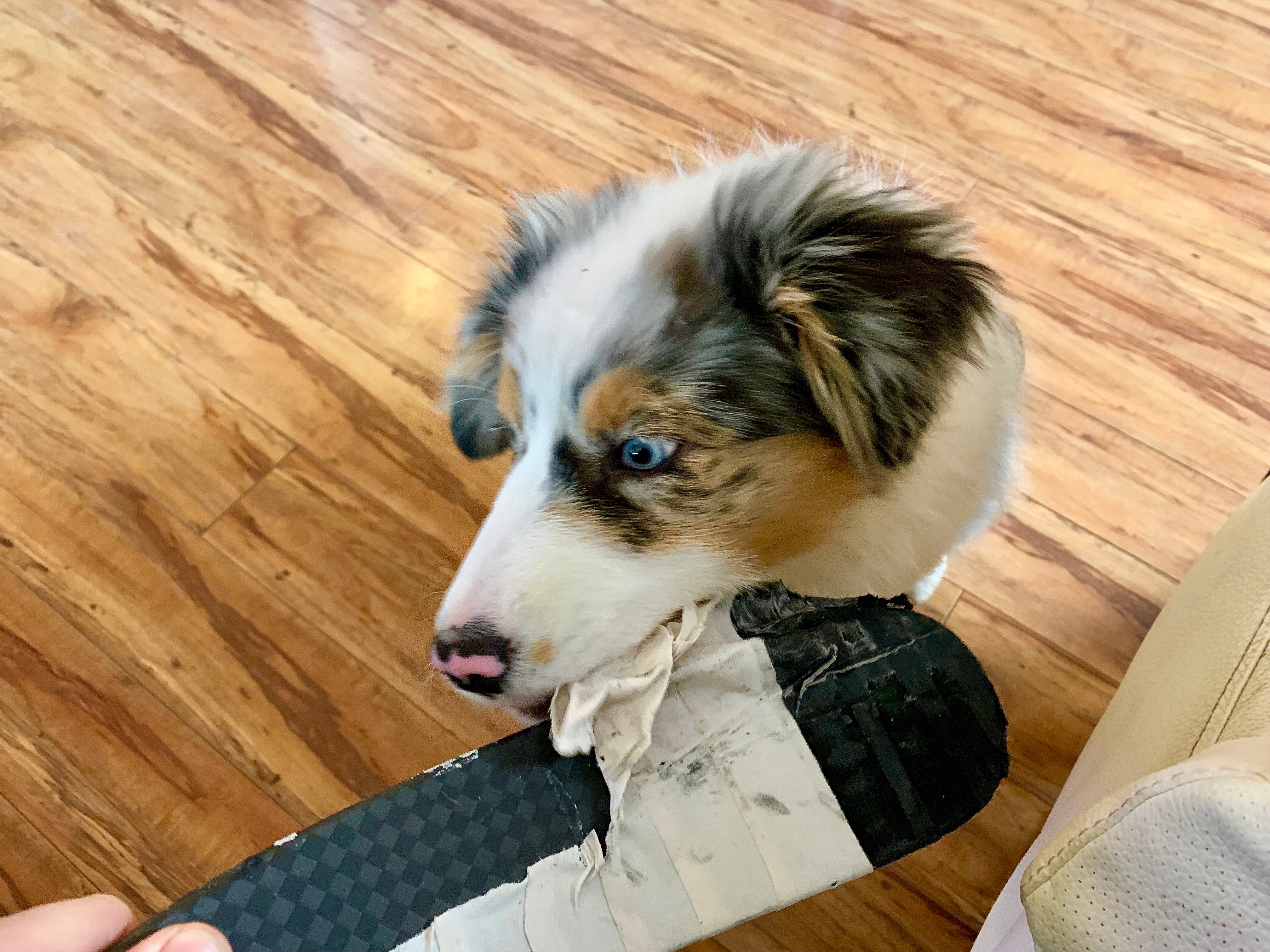 My pup loves to help me re-tape my stick 💙🐶 